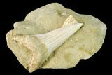 Fossil Mako Shark (Isurus) Tooth On Sandstone - Bakersfield, CA #144448-1